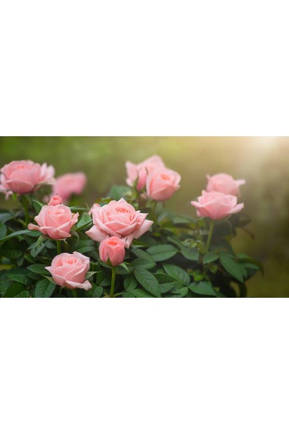 Троянда Нобіліс – витончений рожевий відтінок